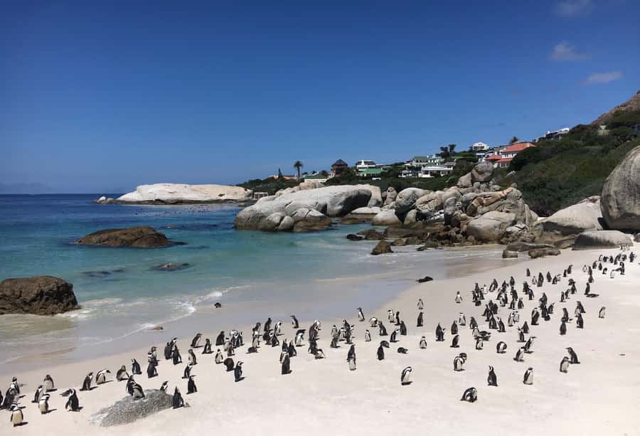 Cape Town: Full-Day Private Tour with Cape Point & Penguins - The Big Idea: One Private Day Around the Cape Peninsula