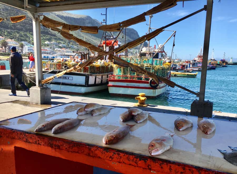 Cape Town: Full-Day Private Tour with Cape Point & Penguins - Ostriches, Other Wildlife, and Why the Animal Stops Matter