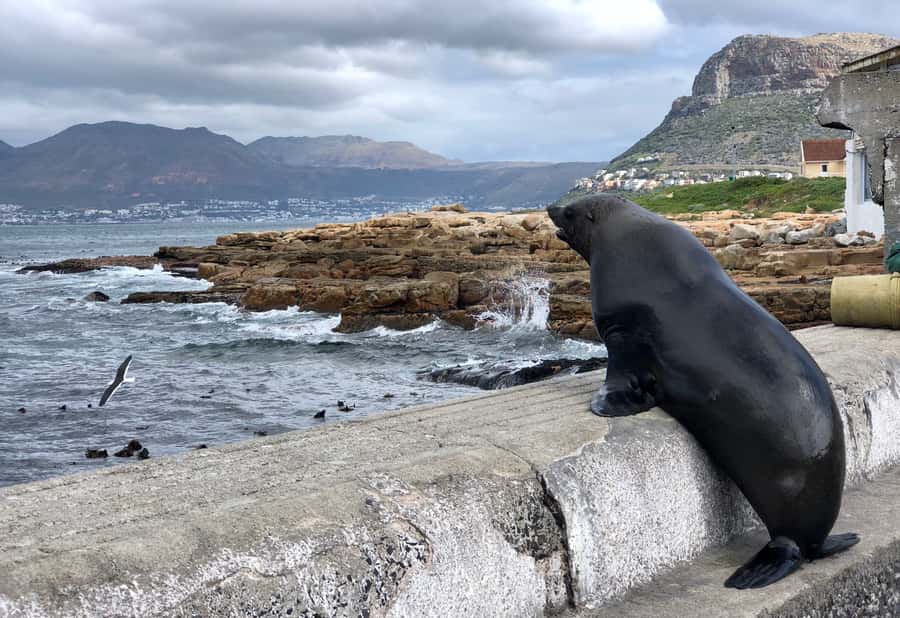 Cape Town: Full-Day Private Tour with Cape Point & Penguins - Boyes Drive and Shark Spotters: Ocean Views with Purpose