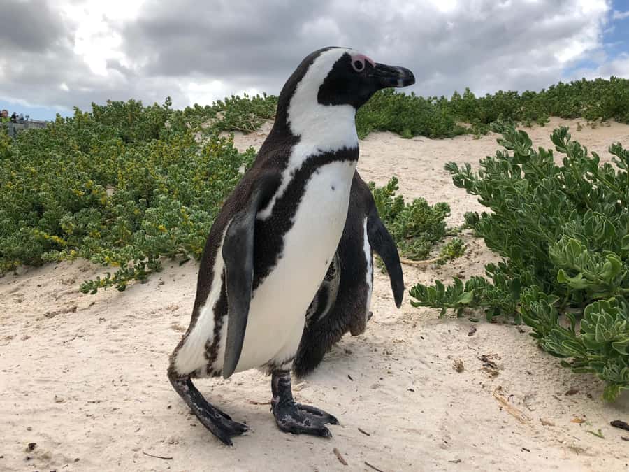 Cape Town: Full-Day Private Tour with Cape Point & Penguins - Pickup, Vehicle, and the Pace That Makes It Work