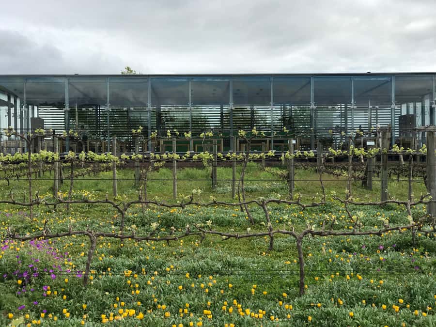 Cape Town: Full-Day Stellenbosch and Franschhoek Wine Tour - Should You Book This Cape Winelands Wine Tour?