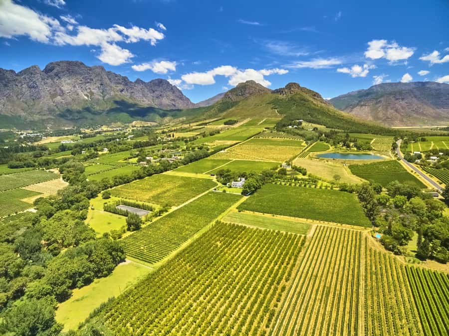 Cape Town: Full-Day Wine Tasting Tour with Wine Tram - Who this tour suits best, and who should think twice