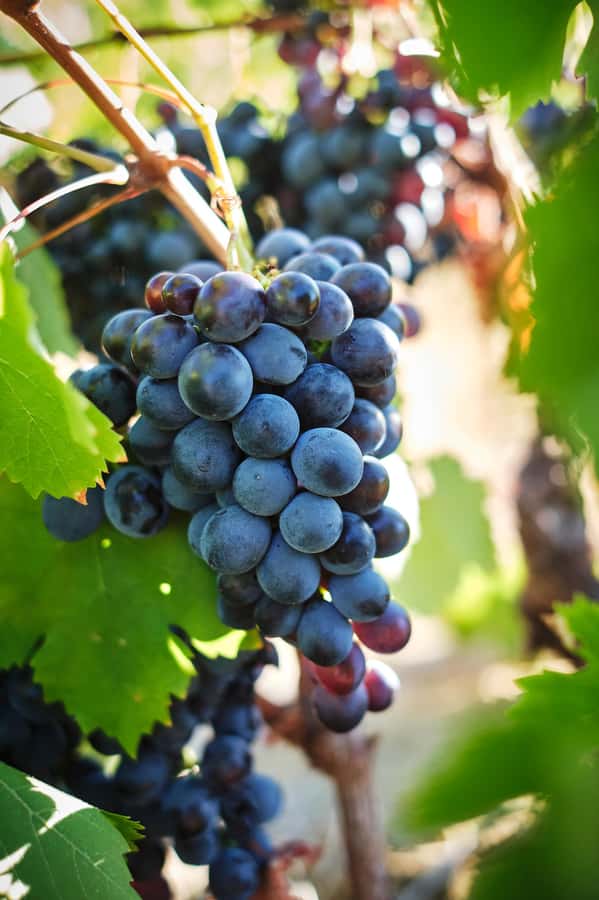 Cape Town: Full-Day Winelands Tour with Wine Tastings & Food - Cheese, Chocolate, and Wine Pairings: The Bite-Sized Lesson Plan