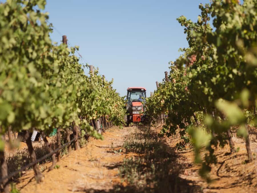 Cape Town: Full-Day Winelands Tour with Wine Tastings & Food - Small Group Energy on an Air-Conditioned Bus