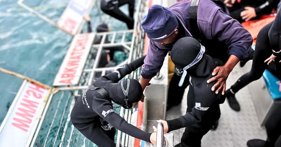 Cape Town: Gansbaai Eco-Friendly Shark Cage Diving Cruise - Why Gansbaai’s Shark Alley Has That Serious Pull