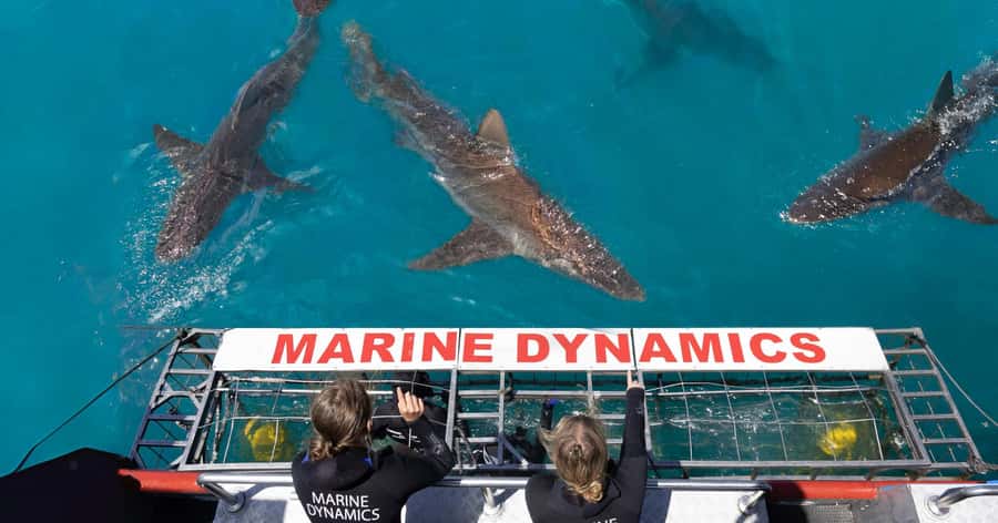 Cape Town: Gansbaai Eco-Friendly Shark Cage Diving Cruise - Great White House Welcome, Meals, and a Marine Biologist Briefing