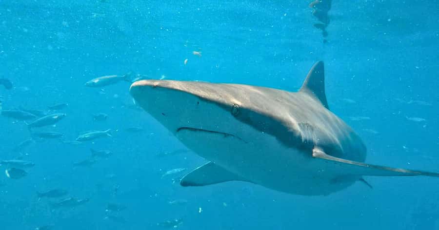 Cape Town: Gansbaai Eco-Friendly Shark Cage Diving Cruise - The Cruise on Slashfin: Comfort Where You Need It