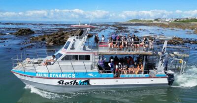 Gansbaai Eco-Friendly Shark Cage Diving Cruise