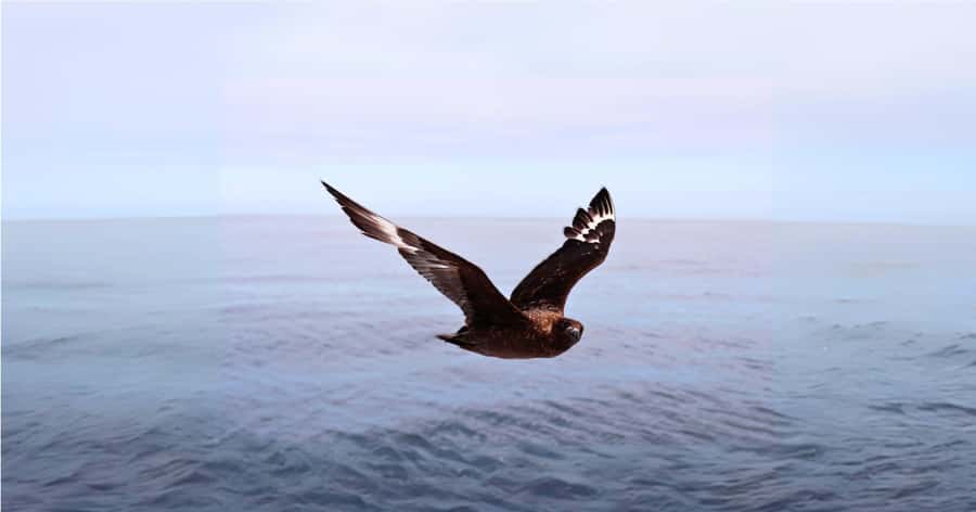 Cape Town: Gansbaai Eco-Friendly Shark Cage Diving Cruise - The Cage Session: What Safety Feels Like in Practice