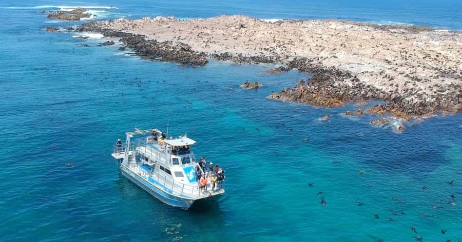 Cape Town: Gansbaai Eco-Friendly Shark Cage Diving Cruise - Price Check: Is $237 Worth It for This Kind of Day?