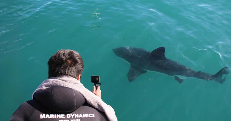 Cape Town: Gansbaai Eco-Friendly Shark Cage Diving Cruise - Who This Tour Suits (and Who Might Feel Restless)