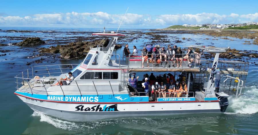 Cape Town: Gansbaai Eco-Friendly Shark Cage Diving Cruise - Cape Town to Kleinbaai: The Drive That Sets the Mood