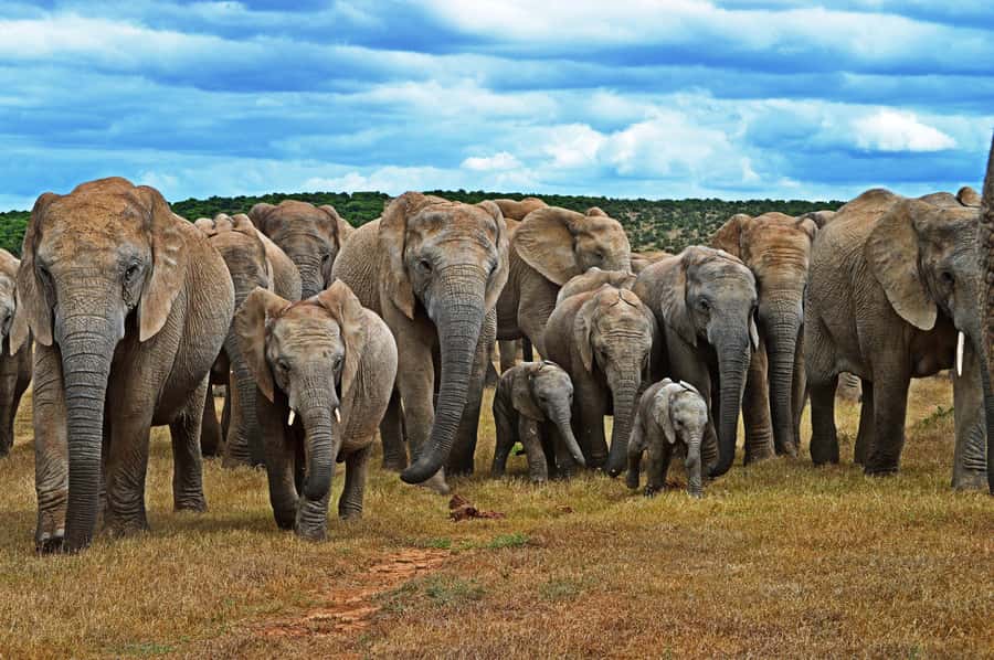 Cape Town: Garden Route and Addo Elephant Park 6-Day Safari - Key Things I’d Prioritize Before Booking