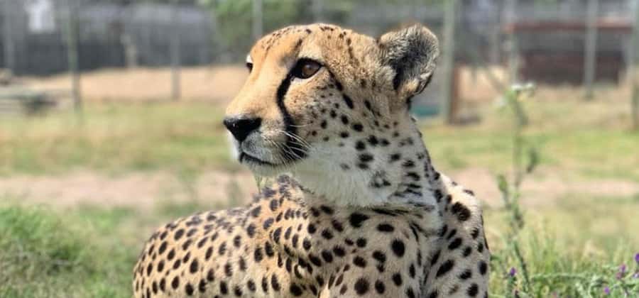 Cape Town: Giraffe House, Cheetah Encounter and Wine Tasting - Key highlights at a glance