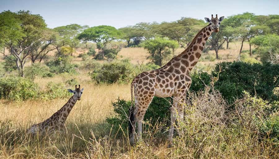 Cape Town: Giraffe House, Cheetah Encounter and Wine Tasting - Price and value: is $239 per person worth it