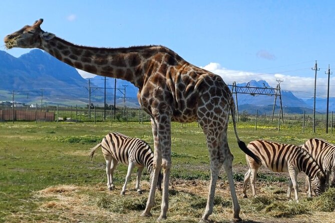 Cape Town Giraffe House, Cheetah Encounter and Wine Tasting Tour - Key things to know before you go