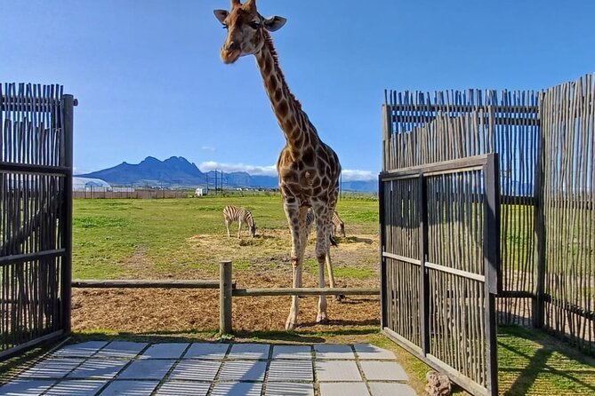 Cape Town Giraffe House, Cheetah Encounter and Wine Tasting Tour - How the day flows: Paarl to Somerset West to Stellenbosch