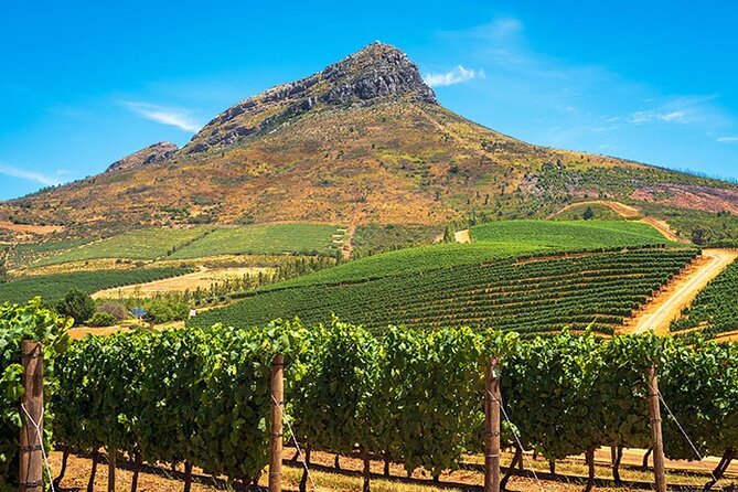 Cape Town Giraffe House, Cheetah Encounter and Wine Tasting Tour - Cheetah Outreach in Somerset West: close contact, real facts