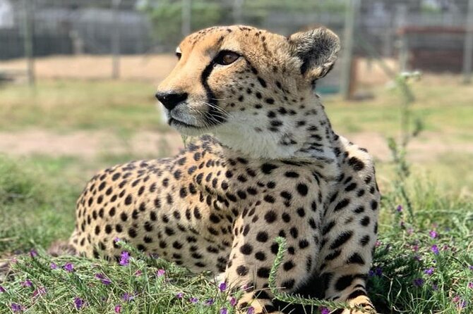 Cape Town Giraffe House, Cheetah Encounter and Wine Tasting Tour - Wine tasting in Stellenbosch: tasting fees are separate, plan your budget