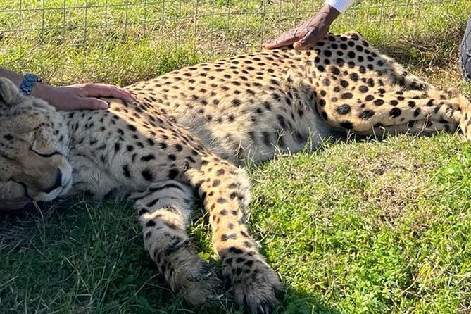 Cape Town Giraffe House, Cheetah Encounter and Wine Tasting Tour - Who should book this tour, and who might feel out of place