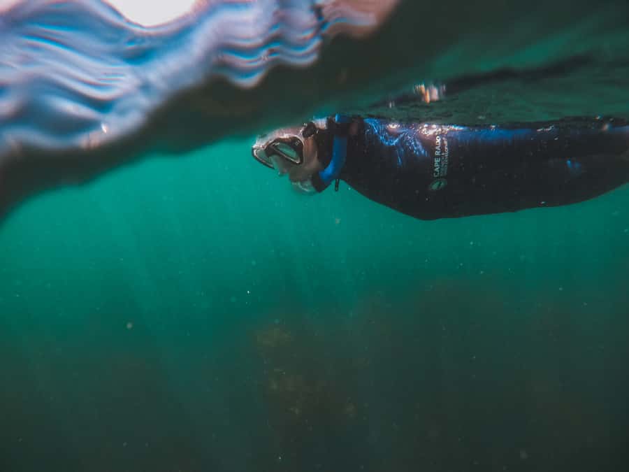 Cape Town: Great African Sea Forest Guided Snorkel - Who Should Book This Sea Forest Snorkel, and Who Might Pass
