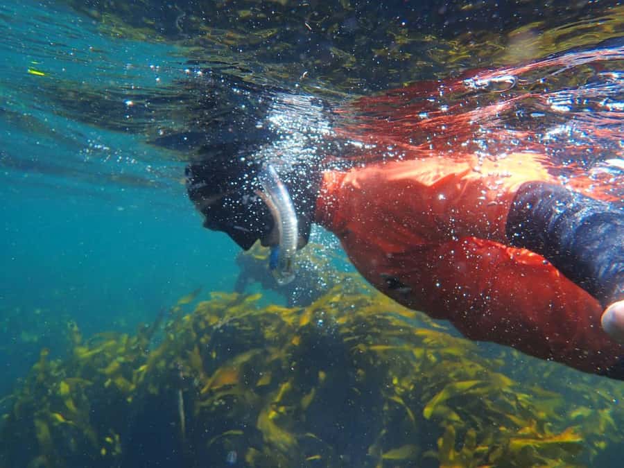 Cape Town: Great African Sea Forest Guided Snorkel - Kelp Forest Snorkeling in Cape Town’s Great African Sea Forest