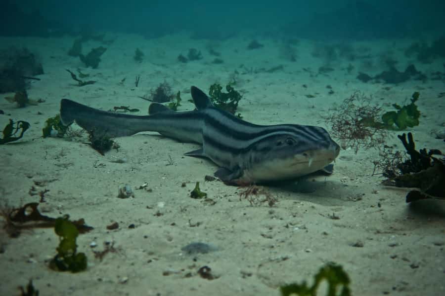 Cape Town: Great African Sea Forest Guided Snorkel - Gear, Wetsuits, and the Ease of Getting Ready