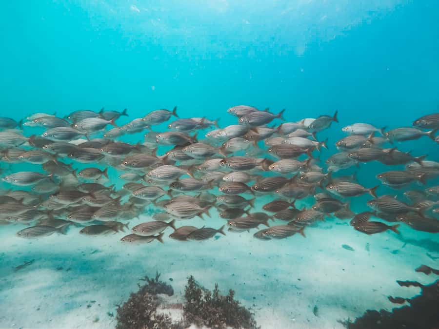 Cape Town: Great African Sea Forest Guided Snorkel - The Marine Biologist Briefing and Your Shark Research Role