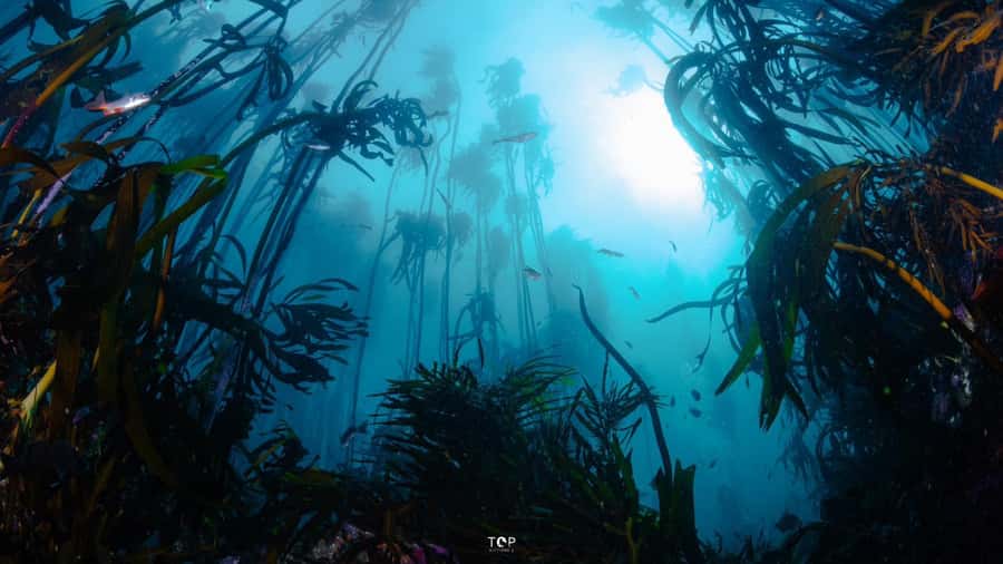 Cape Town: Great African Sea Forest Guided Snorkel - Snorkeling Through Kelp: What the 2 Hours Really Feel Like