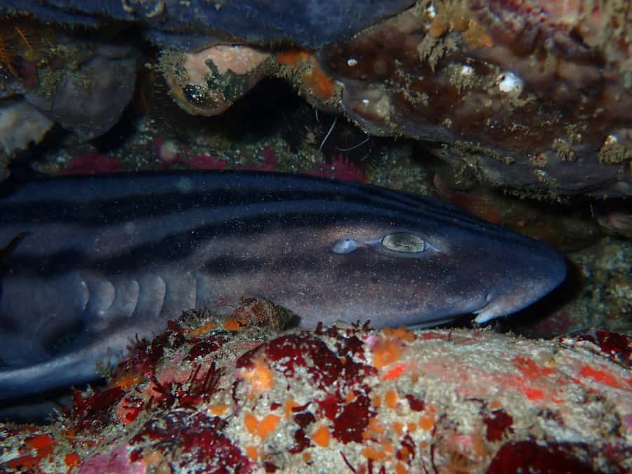 Cape Town: Great African Sea Forest Guided Snorkel - Wildlife Highlights You Can Actually Look For