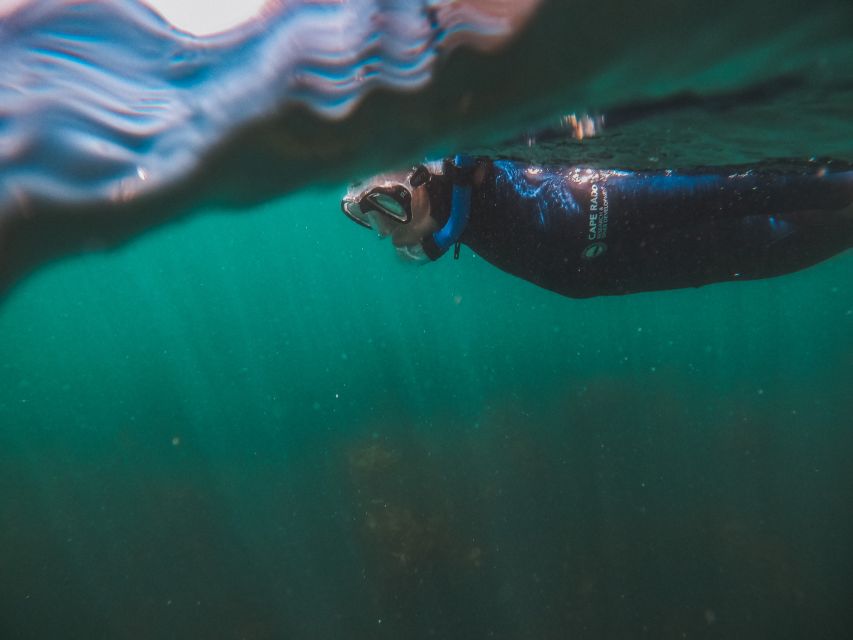 Cape Town: Great African Sea Forest Guided Snorkel - Photos Included, Plus the Small-Group Advantage
