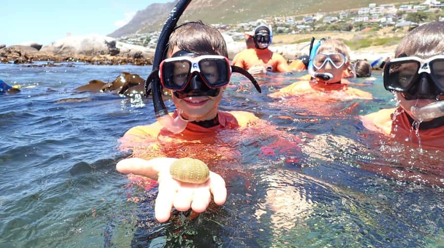Cape Town: Great African Sea Forest Guided Snorkel - Price and Value: Is $74 for 2 Hours Fair Here?