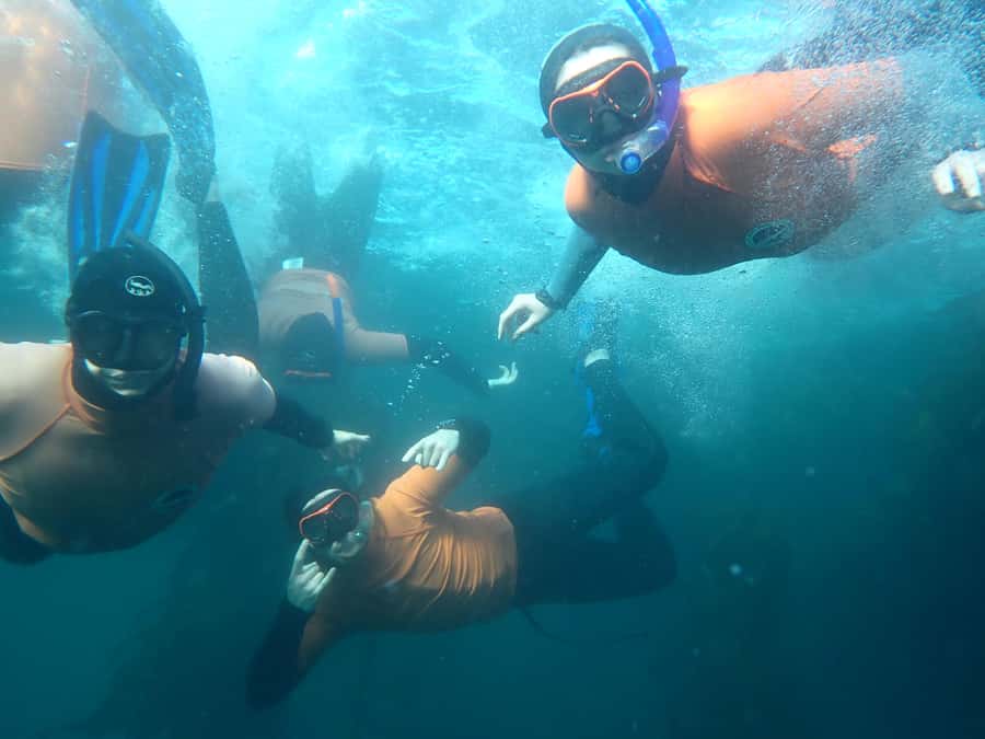 Cape Town: Great African Sea Forest Guided Snorkel - Meeting Inside Cape RADD on the False Bay Shore