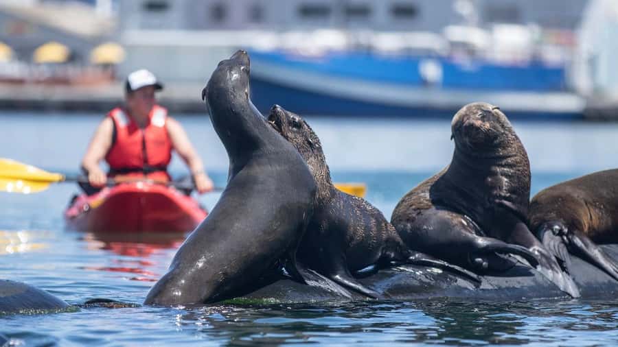 Cape Town: Guided Kayak Tour - Key highlights to know before you go