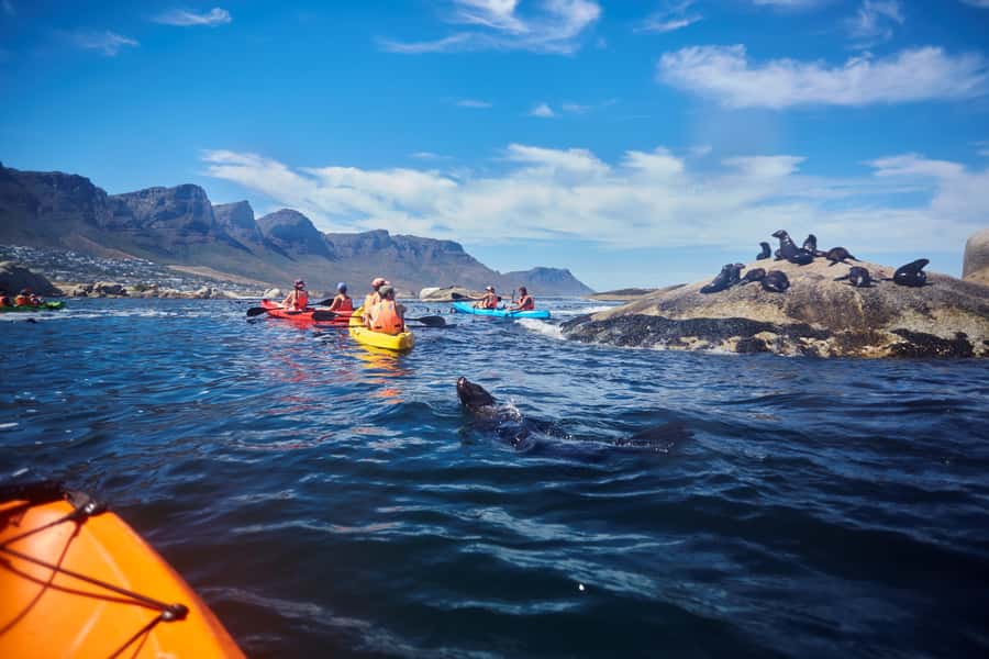 Cape Town: Guided Kayak Tour of Clifton Beaches & The Coast - Underwater viewing masks: what you can realistically expect