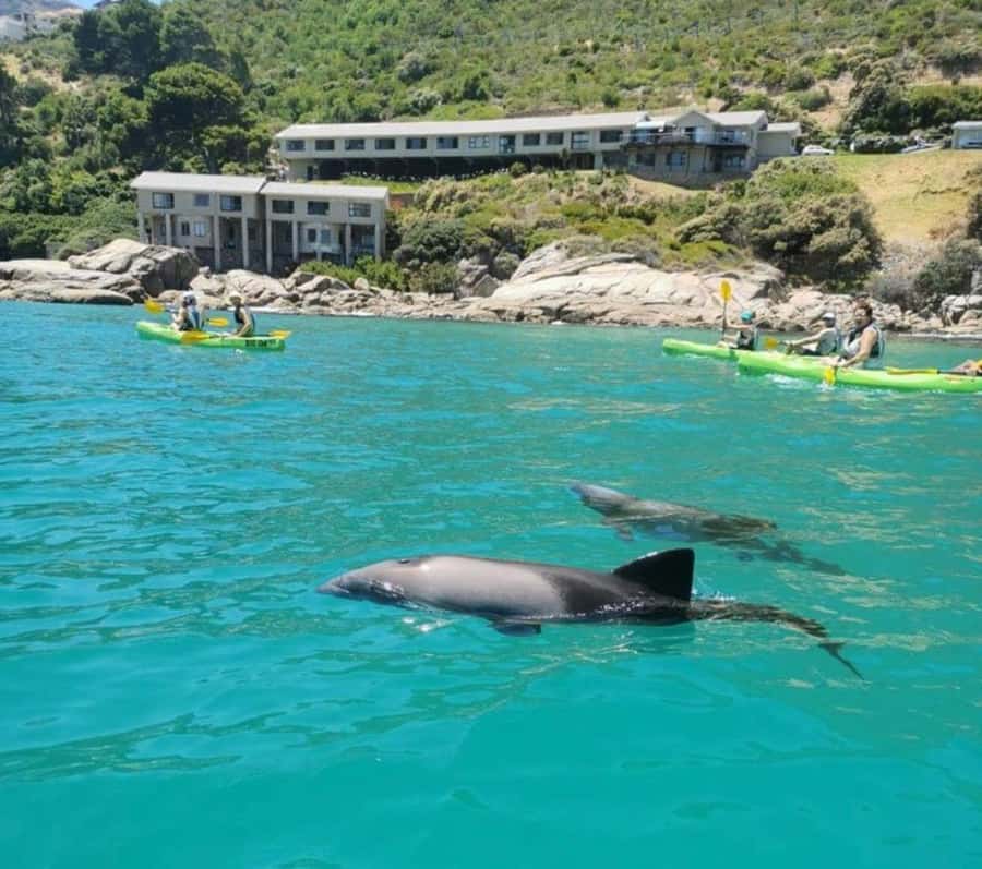 Cape Town: Guided Kayaking in Hout Bay - Small-group paddling, guided by people like Clarence and Clemon
