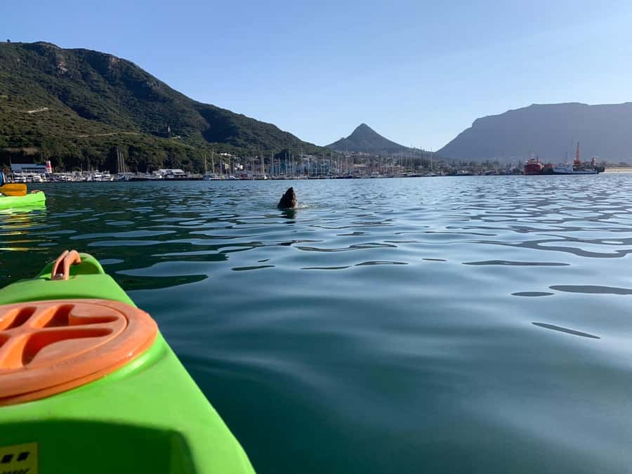 Cape Town: Guided Kayaking in Hout Bay - Equipment and comfort: what to bring so you enjoy the wet parts