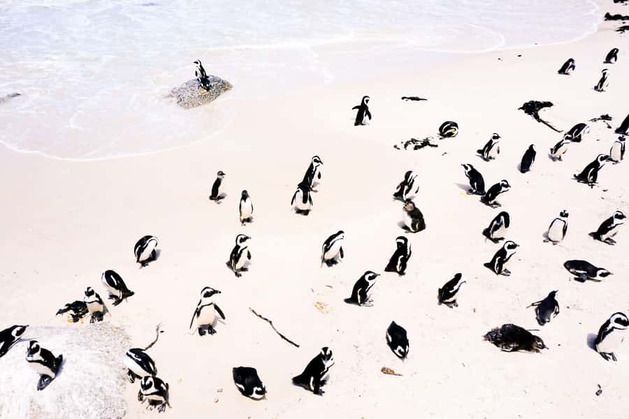 Cape Town: Guided Marine Wildlife Cruise and Cape Point Tour - Key highlights to know before you go