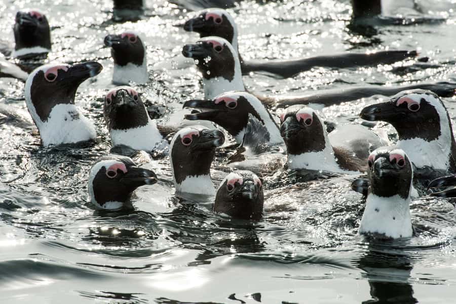 Cape Town: Guided Marine Wildlife Cruise and Cape Point Tour - The 1.5-hour Table Bay cruise: where the wildlife spotting really happens