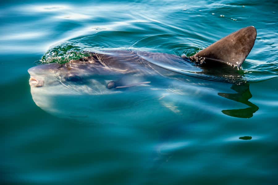 Cape Town: Guided Marine Wildlife Cruise and Cape Point Tour - Getting started: pickup points and a calm start to a long afternoon