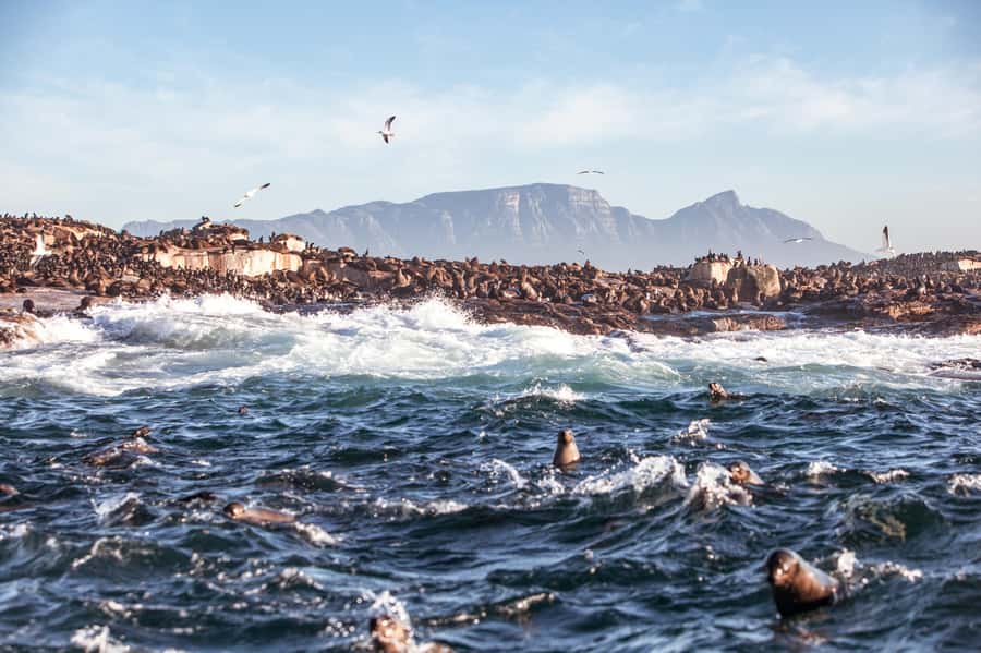Cape Town: Guided Township Tour with Hotel Pickup - District Six: the site where forced removals changed everything