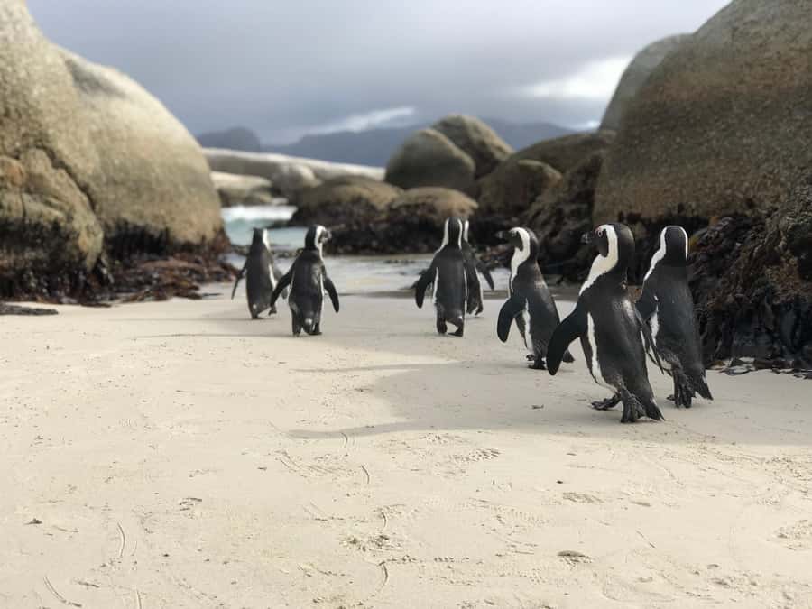 Cape Town: Half-Day Boulders Beach & Penguin Encounter Tour - Key moments that make this tour worth your time