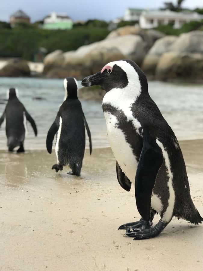 Cape Town: Half-Day Boulders Beach & Penguin Encounter Tour - A half-day Cape Town drive built around Boulders Penguins