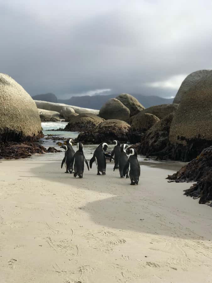 Cape Town: Half-Day Boulders Beach & Penguin Encounter Tour - Chapman’s Peak Drive, False Bay ocean views, and real photo stops