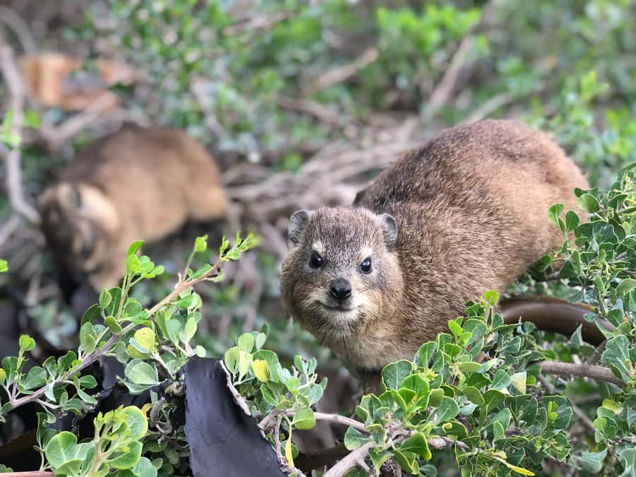 Cape Town: Half-Day Boulders Beach & Penguin Encounter Tour - Boulders Beach boardwalk: how to see penguins without fighting for space