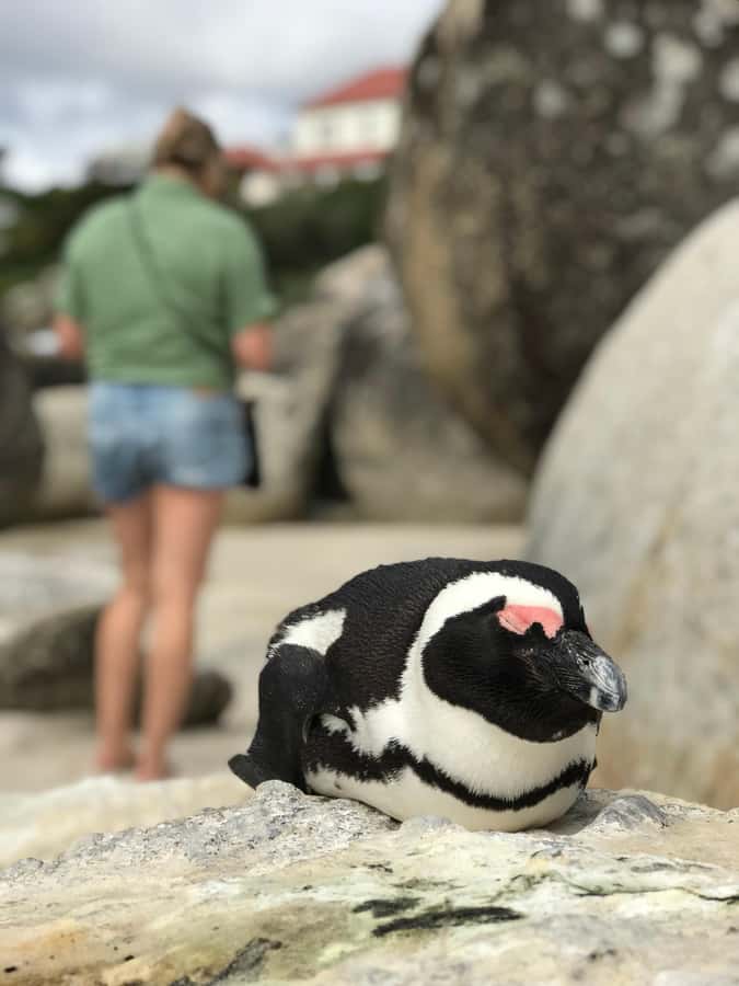 Cape Town: Half-Day Boulders Beach & Penguin Encounter Tour - Close-to-the-action beach time with African penguins nearby