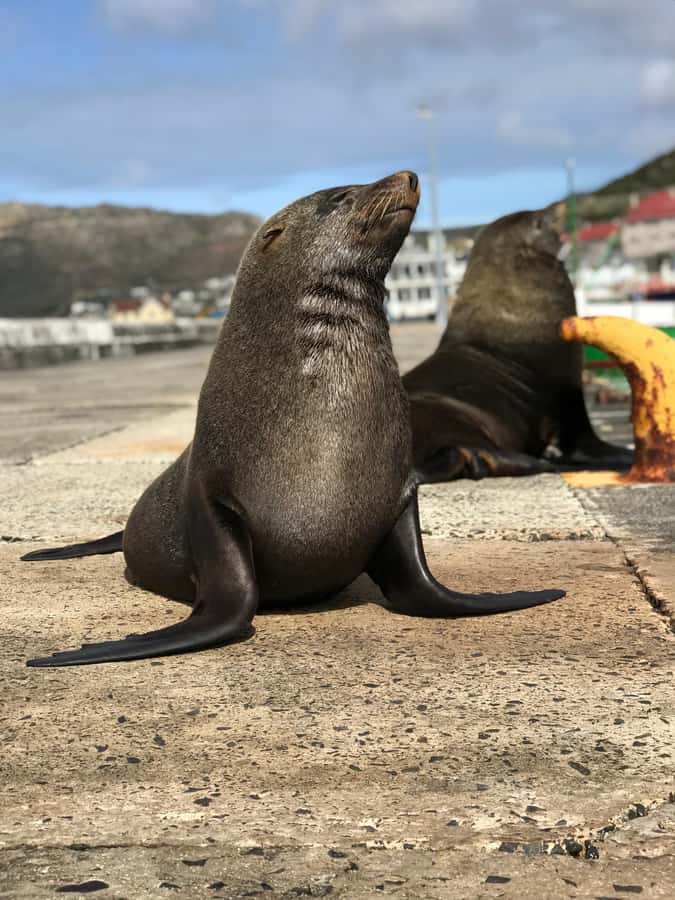 Cape Town: Half-Day Boulders Beach & Penguin Encounter Tour - Price and extra costs: is $48 good value?