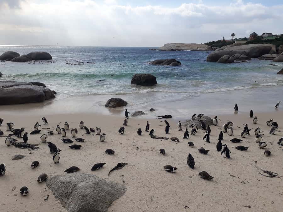 Cape Town: Halfday African Penguin tour - Key highlights to clock right away
