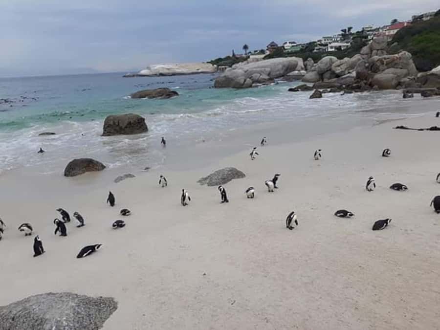 Cape Town: Halfday African Penguin tour - Pickup from Cape Town City Centre, small group, rain or shine