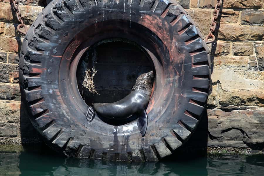 Cape Town: Harbor Cruise - V&A Waterfront: your photo stop plus a quick guided orientation